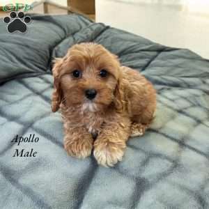 Apollo, Cavapoo Puppy